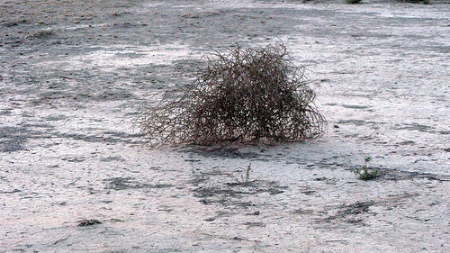 Tumbleweed